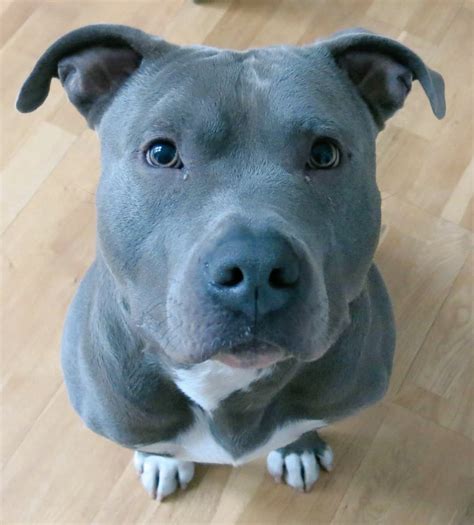 american staffordshire terrier blue line